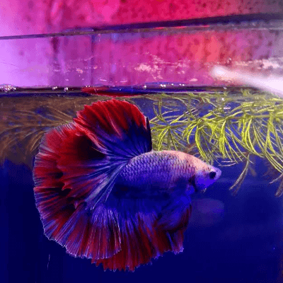 Blue Sea Aqua Museum