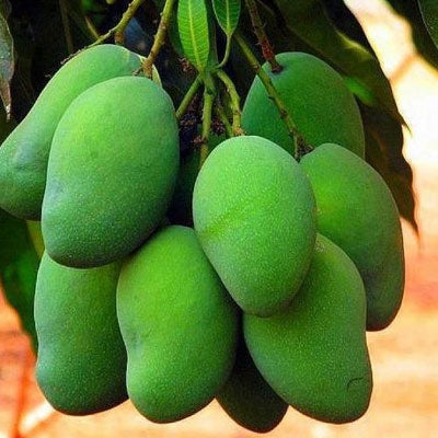 কাঁচা আম