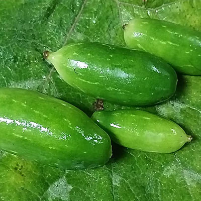 কুদরী